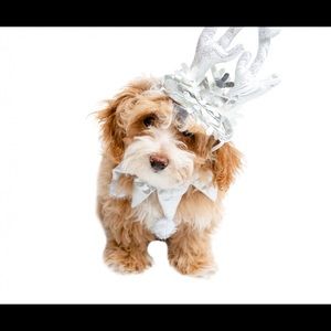 Pet Krewe Frozen Silver Antler and Collar Costume